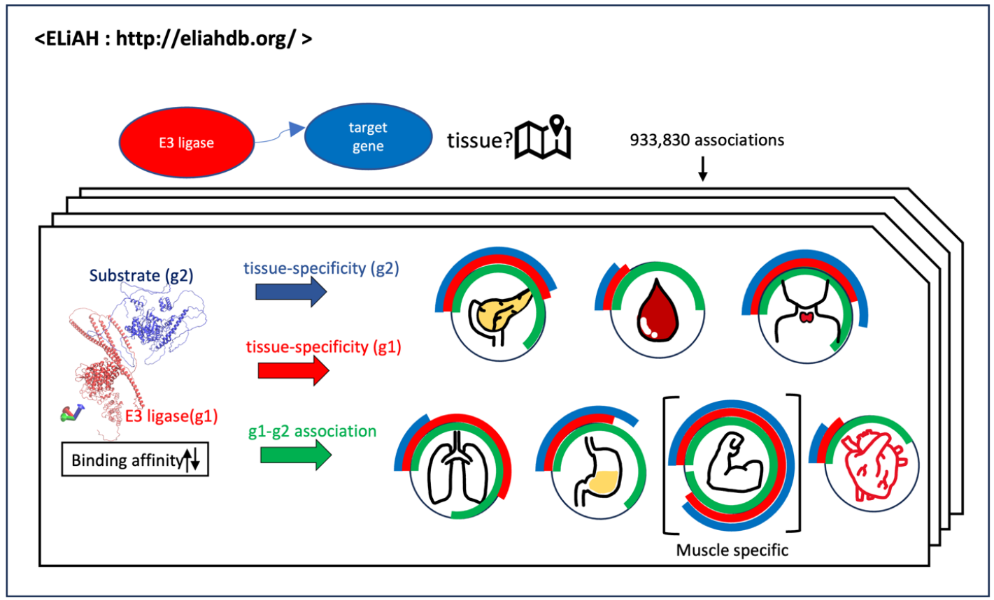 Graphical abstract